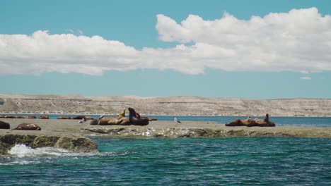 Group-Of-Sea-Lions-Resting-In-The-Patagonian-Coastline-On-A-Sunny-Day---aerial-drone-shot