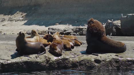 Small-Colony-Of-Sea-Lions-Enjoying-The-Sunlight-On-Rocky-Coast-With-A-Seagull-Flying-By-In-Patagonia,-Argentina---slow-motion