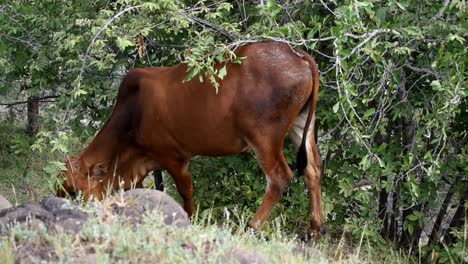 Hornless-Brown-Cow-Foraging-In-A-Farm---Medium-Shot
