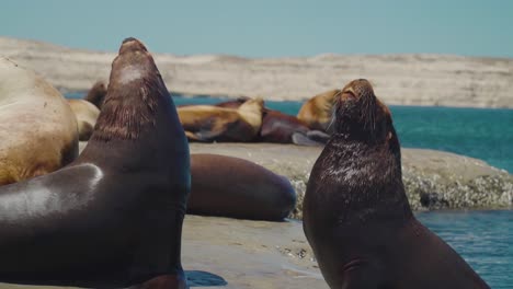 Proud-Sealions-holding-their-heads-high-on-the-rocky-Patagonian-shoreline--slowmo
