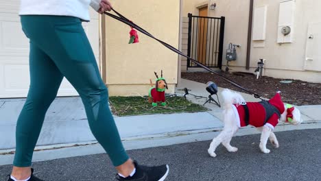 Female-walking-Maltese-dog-in-Santa-Christmas-outfit