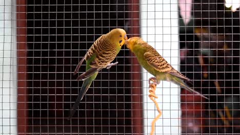 Teilen-Liebevoller-Liebesvögel,-Die-Sich-In-Einem-Käfig-Paaren