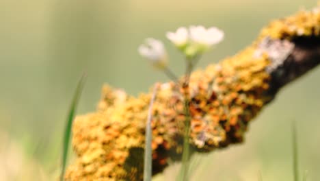 Macro-4k-shots-of-spring-time-grass-and-it's-wild-life