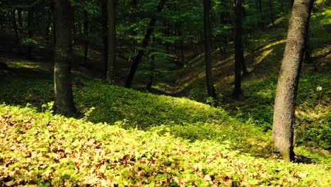 4K-Aufnahmen-Von-Sonne,-Die-Im-Frühling-Durch-Grüne-Wälder-Scheint