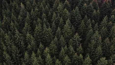 Aerial-Shot-Of-Conifer-Trees-In-A-Beautiful-Alpine-Forest-Landscape,-Breathtaking-Nature-Scene