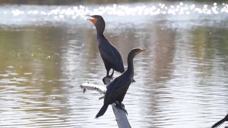 Double-crested-Cormorants-perched-on-a-tree-branch