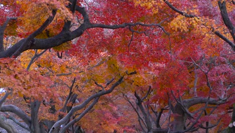 Close-up-view-of-beautiful-vibrant-Orange-and-Red-autumn-foliage