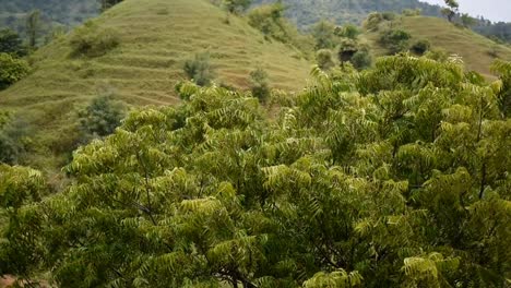 Grüne-Blätter-Bambusbaum-Weht-Im-Wind,-Baum-Und-Blauer-Himmel,-Ast-Weht-Im-Wind,-Das-Schöne-Grüne-Schwankende-Baumblatt-Gibt-Eine-Entspannung