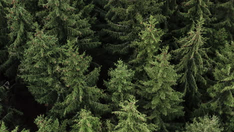 Aerial-Shot-Of-Pristine-Coniferous-Forest,-Natural-Trees-In-Beautiful-Mountain-Landscape