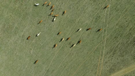 4k-Luftaufnahme-Von-Oben-Nach-Unten-Von-Einigen-Kühen,-Die-Gras-Auf-Einem-Grünen-Feld-Fressen