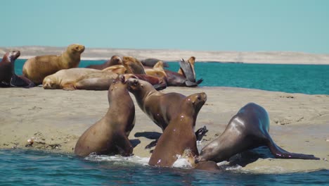 Sea-Lions-Colony-Playing-Along-Patagonian-Coastline-On-A-Sunny-Day---slow-motion