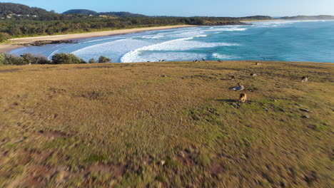 Amazing-drone-shot-of-Kangaroos-on-cliff-then-revealing-the-ocean-at-Coffs-Harbour-Australia