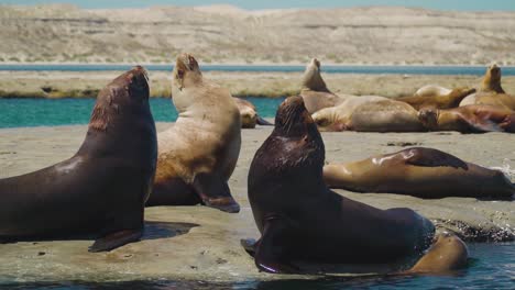 Group-of-adult-sea-lions-enjoying-the-beautiful-sunlight
