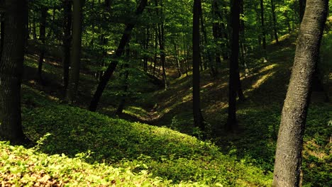 4k-footage-of-sun-shining-through-green-forest-in-the-spring-time
