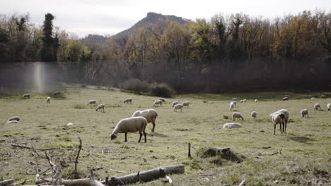 Mundane-sheep-grazing-at-Catalonia-Spain-lands