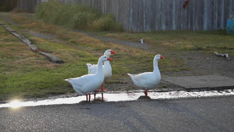 Three-Domestic-Geese-Drink-From-A-Puddle-In-The-Pavement-Road,-static-slow-motion