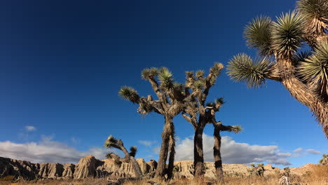 Iconic-Joshua-trees-in-the-foreground-with-a-dynamic-cloudscape-over-the-cliffs-at-Red-Rock-Canyon-State-Park---time-lapse