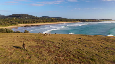 Kangaroos-on-a-cliff-at-Coffs-Harbour,-Aerial-or-Drone-shot