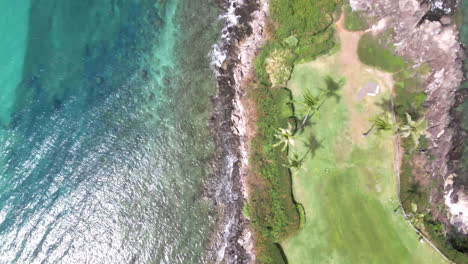 Top-down-aerial-view-turquoise-ocean-waves-and-palm-trees-on-Maui-coast,-Hawaii