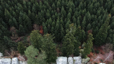 Atemberaubende-Aufnahme-Von-Bäumen-Auf-Einem-Bergwald-Und-Einer-Natürlichen-Felswand,-Unberührtes-Naturziel