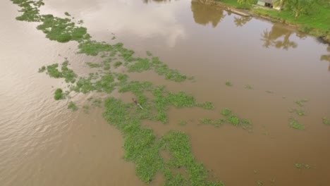 Drohnenansicht-Eines-Kleinen-Indigenen-Kanus,-Das-Einen-Hügel-Aus-Schwimmenden-Algen-Im-Orinoco-Fluss-Mit-Indigenen-Häusern-Am-Grünen-Ufer-überquert