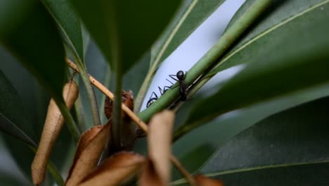 Schwarze-Scout-Ameisen-Auf-Blättern-Auf-Der-Suche-Nach-Nahrung---Nahaufnahme
