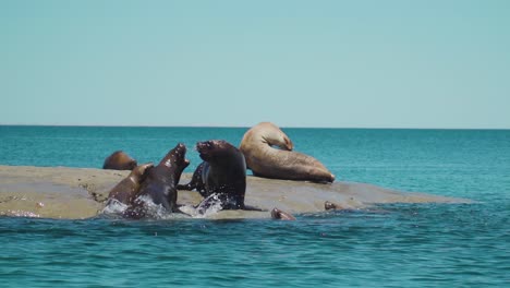 Sea-lions-climbing-on-island-fighting-for-spot