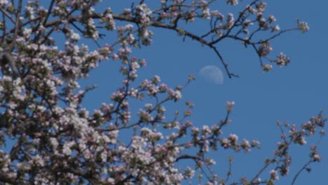 Moon-Peaking-Through-Blooming-Cherry-Tree,-Clear-Blue-Sky