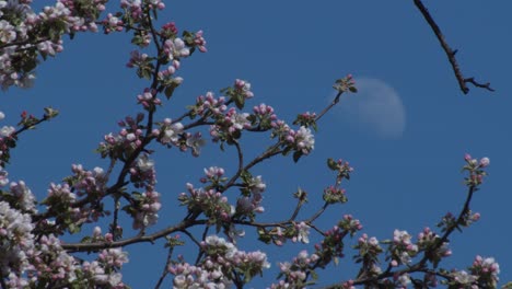 Moon-Hidden-Behind-Big-Blooming-Tree,-Clear-Blue-Sky-4K-Close-Up