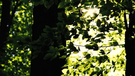 4k-footage-of-sun-shining-through-green-forest-in-the-spring-time