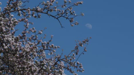 Mond-Neben-Einem-Großen-Rosa-Baum