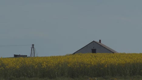 Yellow-Rapeseed-Field-In-Front-Of-Old-House-And-Transmission-Line,-Summer