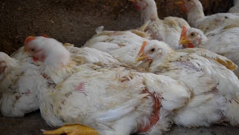 Granja-Avícola-Con-Pollo-Para-La-Producción-De-Carne-Y-Huevos---Primer-Plano