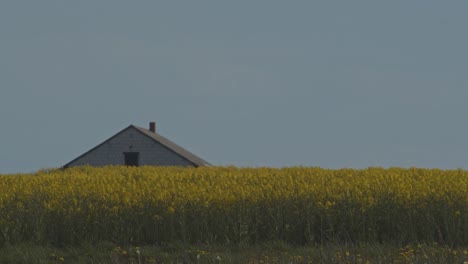 Yellow-Rapeseed-Field-In-Front-Of-Old-House,-Blue-Sky