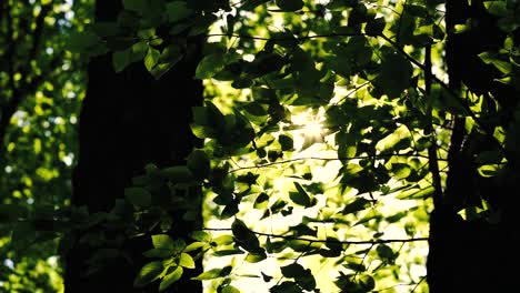 4K-Aufnahmen-Von-Sonne,-Die-Im-Frühling-Durch-Grüne-Wälder-Scheint