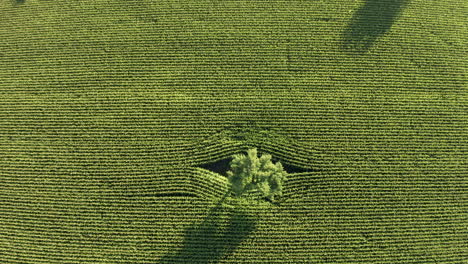 Solitary-tree-with-green-foliage-in-middle-of-bright-green-crops-in-agricultural-field