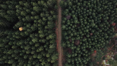 Top-Down-Aerial-Shot-Of-A-Road-In-A-Wilderness-Forest-Landscape,-Breathtaking-Trees