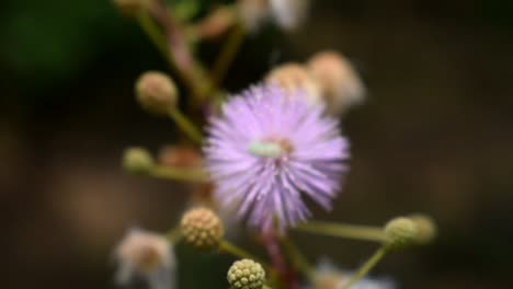 Makro-Lila-Blütenspitze-Ball-Nahaufnahme