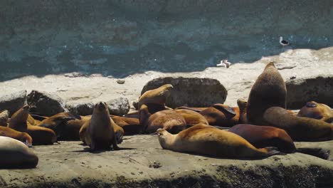 Slow-motion-smooth-pan-of-sunbathing-sea-lions-on-coastline-during-sunny-day