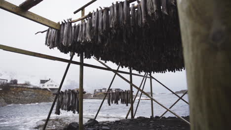 Fish-drying-dehydration-at-Lofoten-Norway-beach-shore