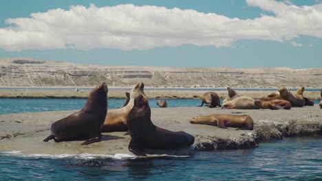 Colony-Of-Sea-Lions-Resting-Along-Patagonian-Coastline-On-A-Beautiful-Sunny-Day---slow-motion