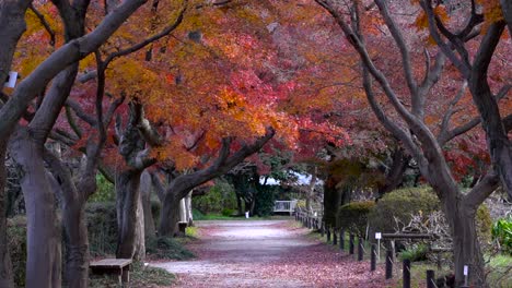 Schöner-Korridor-Voller-Herbstlich-Gefärbter-Bäume-In-Orange-Und-Rot---Abgesperrt