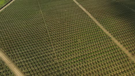 4k-Luftbild-Von-Oben-Nach-Unten-Auf-Eine-Olivenöl-Baumfarm-In-Portugal