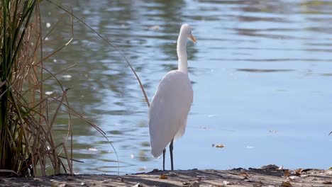 A-Great-Egret-plays-with-a-fish-before-eating-it