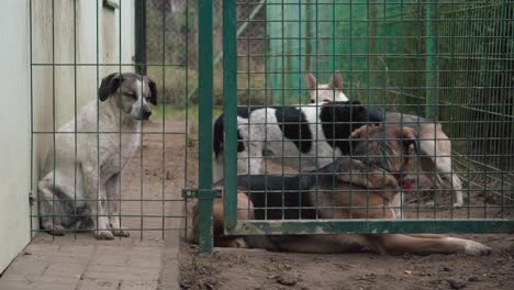 Stray-dogs-in-an-iron-cage