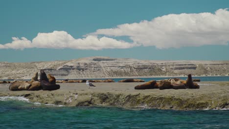 Medium-pan-shot-of-sea-lions-colony-relaxing-on-rock-outstanding-of-ocean-and-epic-mountain-landscape-in-background,-Patagonia,-Argentina-during-summer