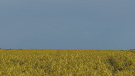 Yellow-Rapeseed-Field-And-Clear-Blue-Sky