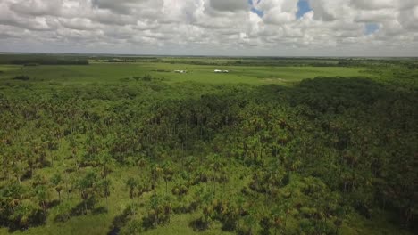 Drone-view-of-a-group-of-moriches-palms-in-a-savanna