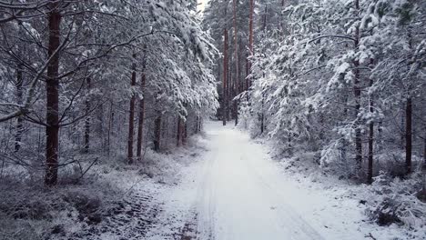 Kiefernwald-Radweg-Mit-Schnee-Und-Frost-Bedeckt