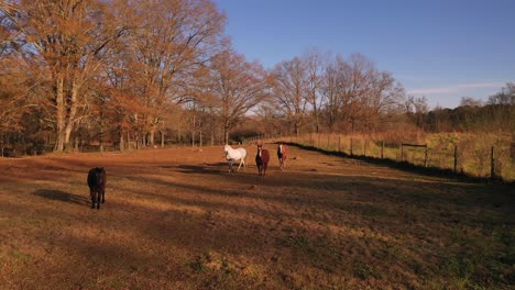 Neugierige-Pferde-Auf-Einer-Farm-In-South-Georgia